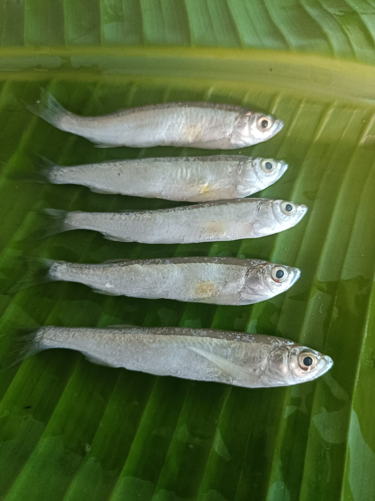 Chela Fish